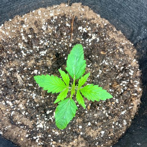 Hulkberry auto growlog timeline photo