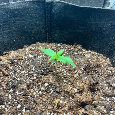 Mimosa auto growlog timeline photo