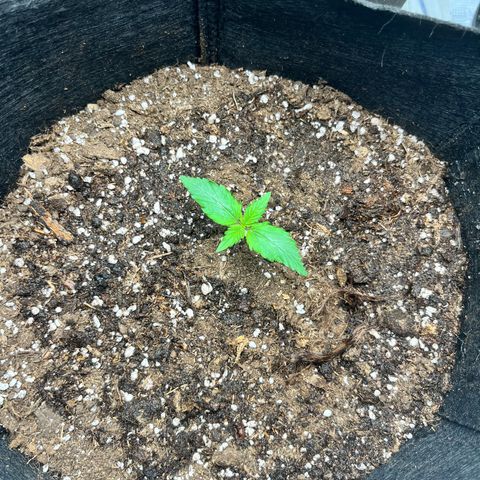 Mimosa auto growlog timeline photo