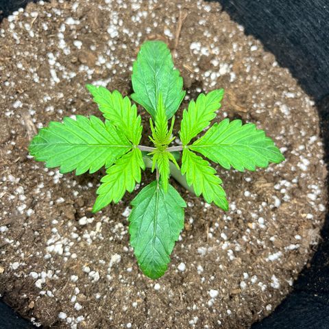 Hulkberry auto growlog timeline photo