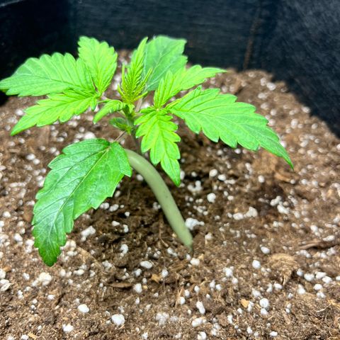 Hulkberry auto growlog timeline photo