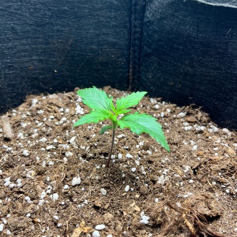 Mimosa auto growlog timeline photo