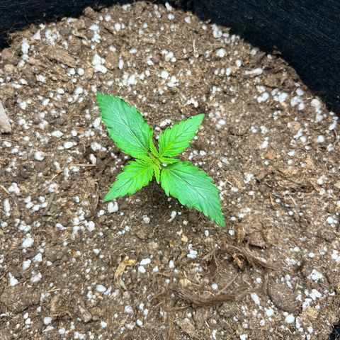 Mimosa auto growlog timeline photo