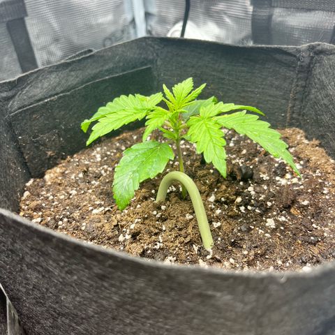 Hulkberry auto growlog timeline photo