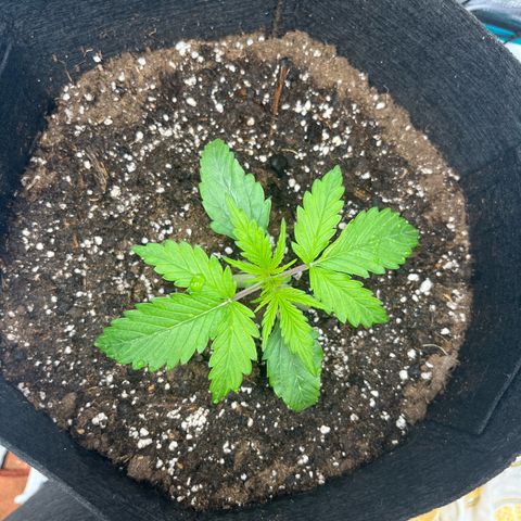 Hulkberry auto growlog timeline photo