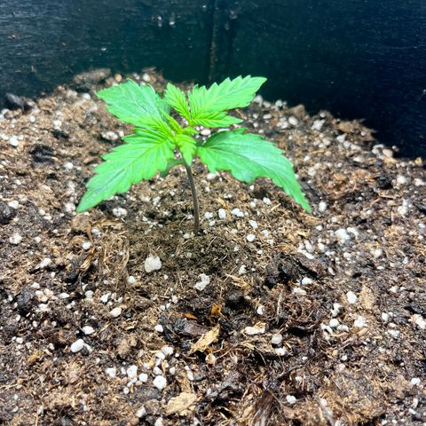 Mimosa auto growlog timeline photo