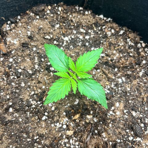 Mimosa auto growlog timeline photo