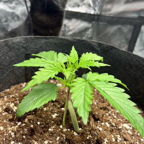 Hulkberry auto growlog timeline photo