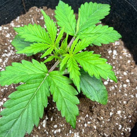 Hulkberry auto growlog timeline photo