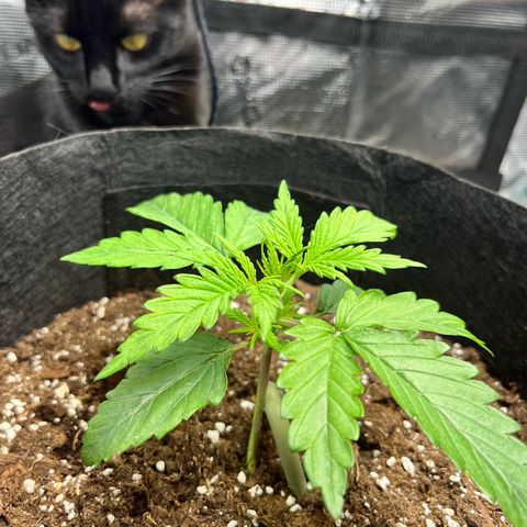 Hulkberry auto growlog timeline photo