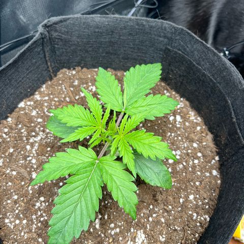 Hulkberry auto growlog timeline photo
