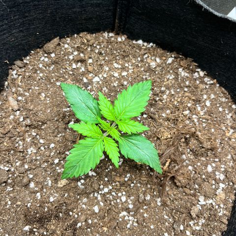 Mimosa auto growlog timeline photo
