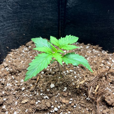 Mimosa auto growlog timeline photo