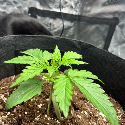 Hulkberry auto growlog timeline photo