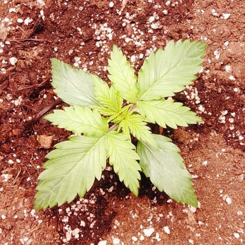 Mimosa auto growlog timeline photo