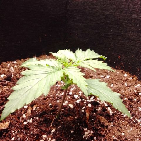 Mimosa auto growlog timeline photo