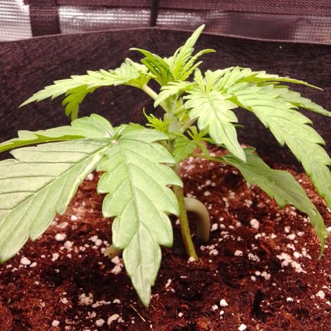 Hulkberry auto growlog timeline photo