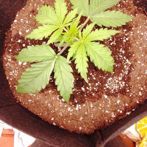 Hulkberry auto growlog timeline photo