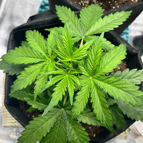 Hulkberry auto growlog timeline photo