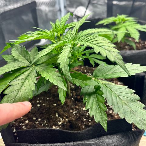 Hulkberry auto growlog timeline photo