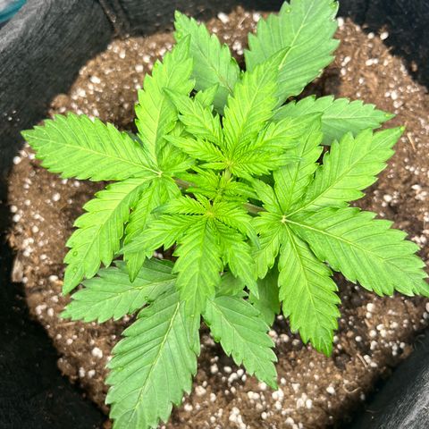 Mimosa auto growlog timeline photo