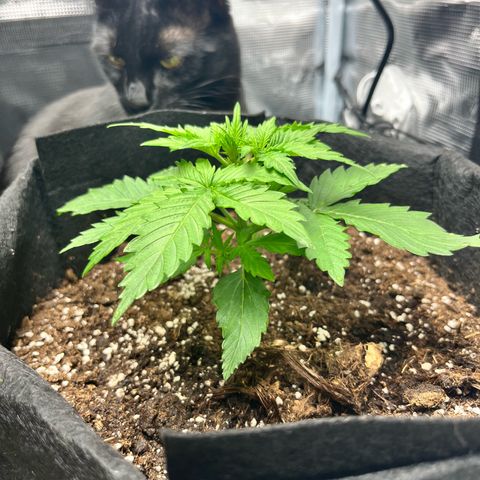 Mimosa auto growlog timeline photo