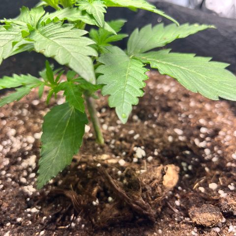 Mimosa auto growlog timeline photo