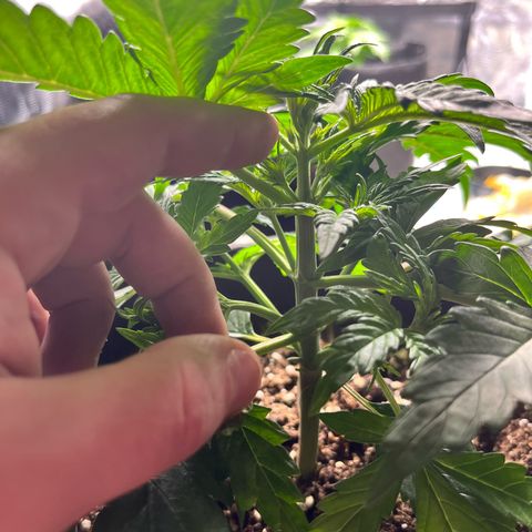 Hulkberry auto growlog timeline photo