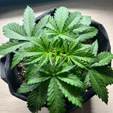 Hulkberry auto growlog timeline photo