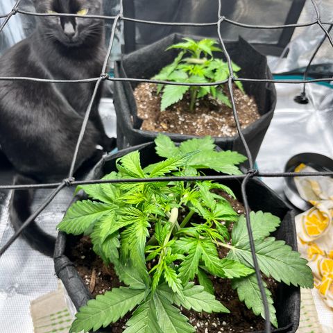 Hulkberry auto growlog timeline photo