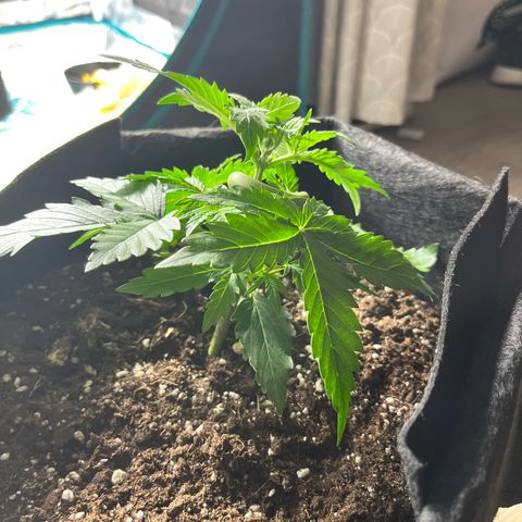 Mimosa auto growlog timeline photo