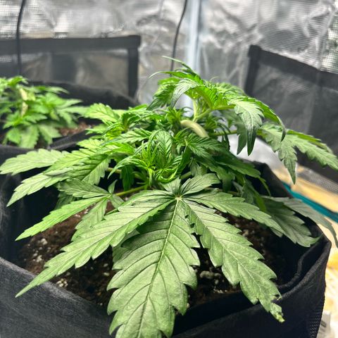 Hulkberry auto growlog timeline photo