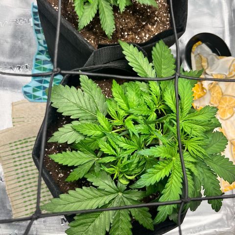 Hulkberry auto growlog timeline photo
