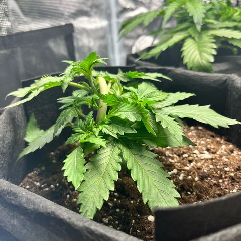 Mimosa auto growlog timeline photo