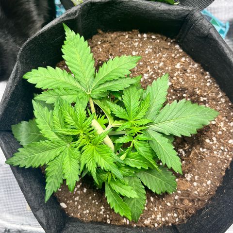 Mimosa auto growlog timeline photo