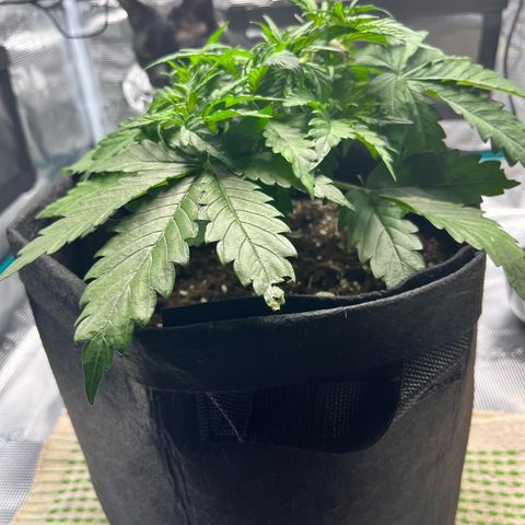 Hulkberry auto growlog timeline photo