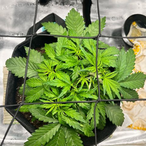 Hulkberry auto growlog timeline photo