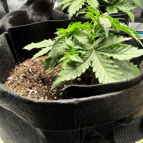 Mimosa auto growlog timeline photo
