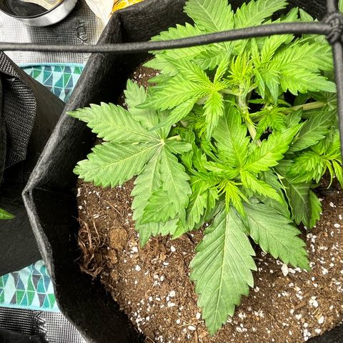 Mimosa auto growlog timeline photo