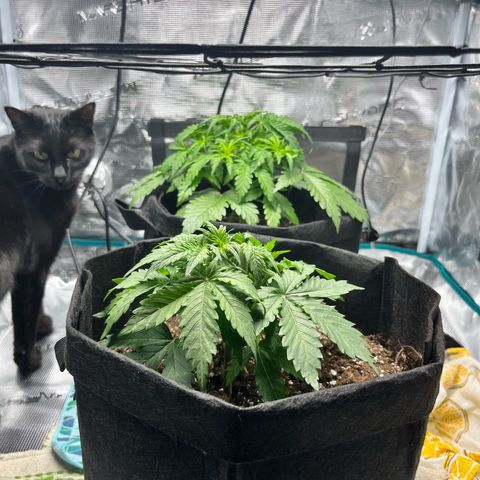 Hulkberry auto growlog timeline photo