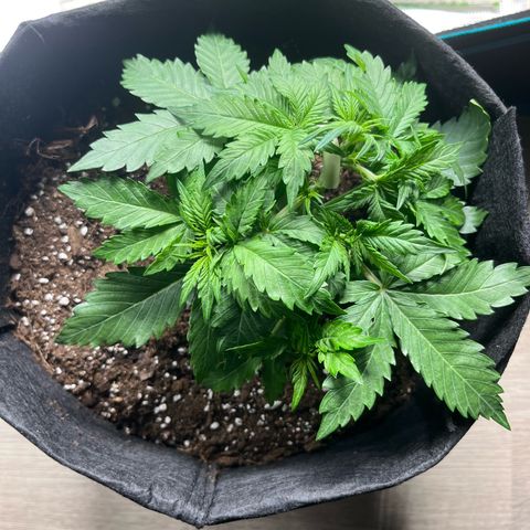 Mimosa auto growlog timeline photo