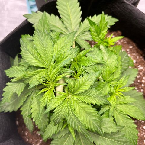 Mimosa auto growlog timeline photo