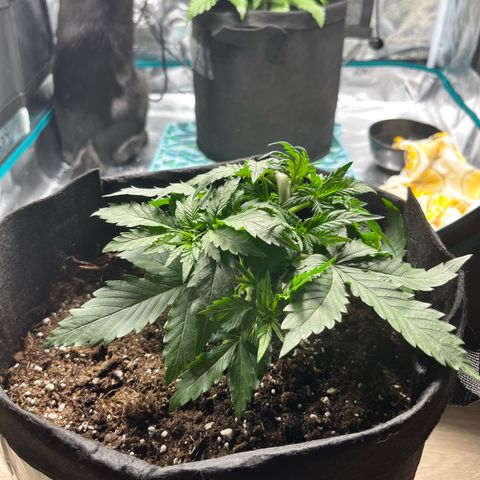 Mimosa auto growlog timeline photo