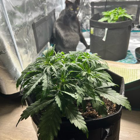 Hulkberry auto growlog timeline photo