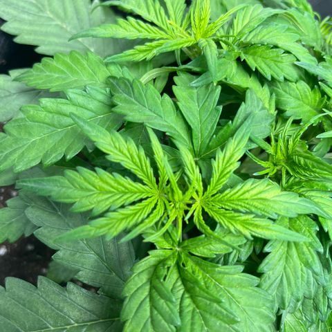 Hulkberry auto growlog timeline photo