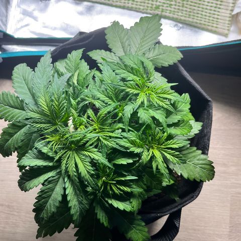 Hulkberry auto growlog timeline photo