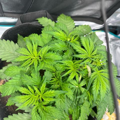 Hulkberry auto growlog timeline photo