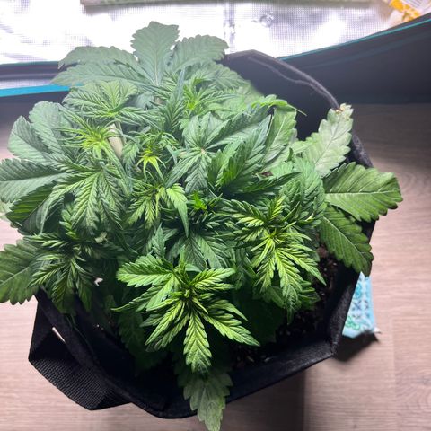 Hulkberry auto growlog timeline photo