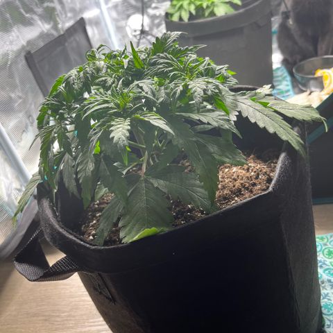 Hulkberry auto growlog timeline photo