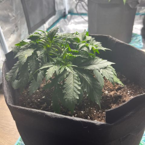 Mimosa auto growlog timeline photo